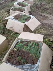 В Чебулинском лесничестве подвели итоги важной экологической кампании