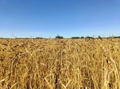 Подготовка к уборочной выходит на финишную прямую